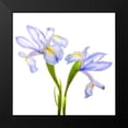 thumbnail image 2 of Reynolds, Richard 12x12 Black Modern Framed Museum Art Print Titled - Iris It Blue, 2 of 5