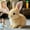 Brown, variant on Bunby - Easter My Realistic Bunny Toy, Interactive Bunny Realistic Bunny - Jumping, Twitching, and Shaking Ears, Bunny Realistic Bunny Toy, Bunbi Realistic Bunny, Realistic Bunny Toys (Brown),White