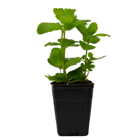 Fresh Potted Mint, 1 Each