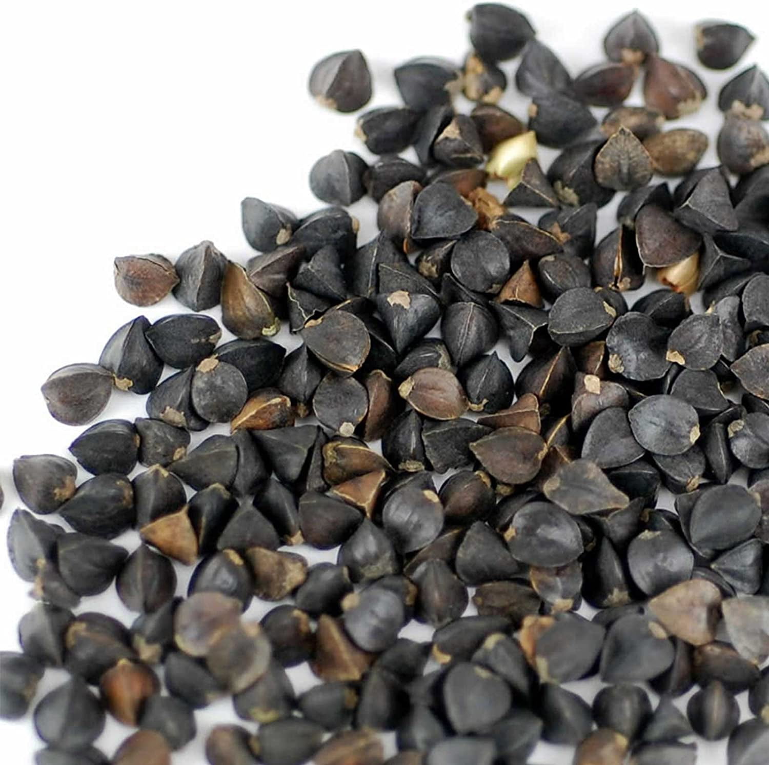 Handy Pantry Bulk Organic Buckwheat Sprouting Seed - 25 Lbs - Unhulled - Organic - Gardening, Growing Salad Greens, Sprouts & Food Storage - Buck Wheat Sprout
