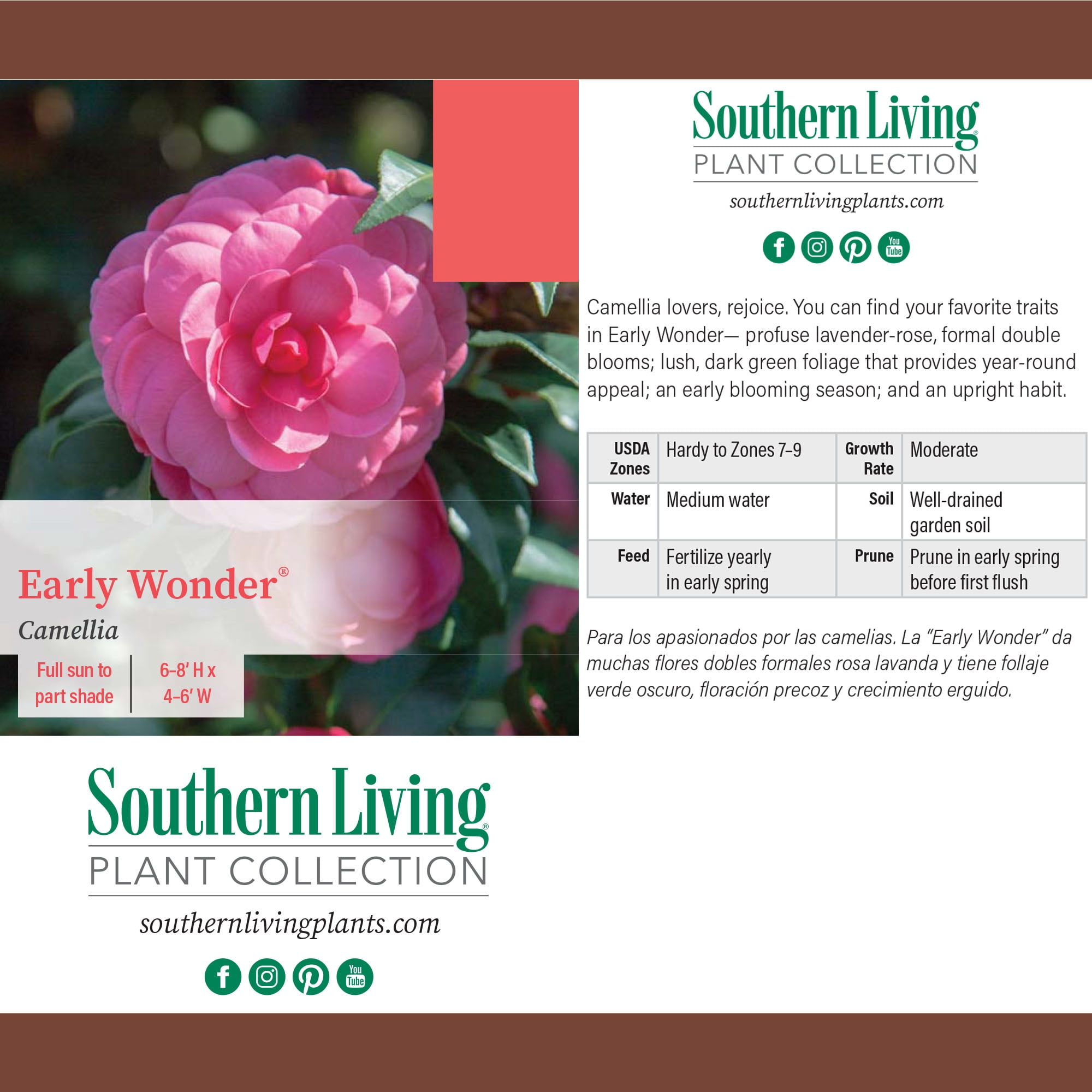 Southern Living Camellia Early Wonder Live Shrub in 1-Gallon Grower Pot