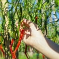 thumbnail image 4 of The Old Farmer's Almanac Organic Long Slim Cayenne Pepper Seeds - Premium Non-GMO, Open Pollinated, Heirloom, Vegetable Seeds - 300 MG, 4 of 6