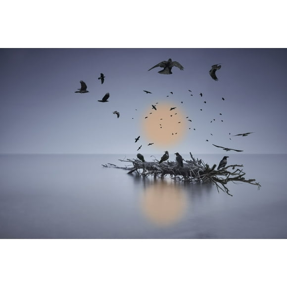 Un Meurtre de Corbeaux Volant Ou Perchés sur une Bûche en Eau Peu Profonde par Richard Desmarais / Design Pics (38 x 24)
