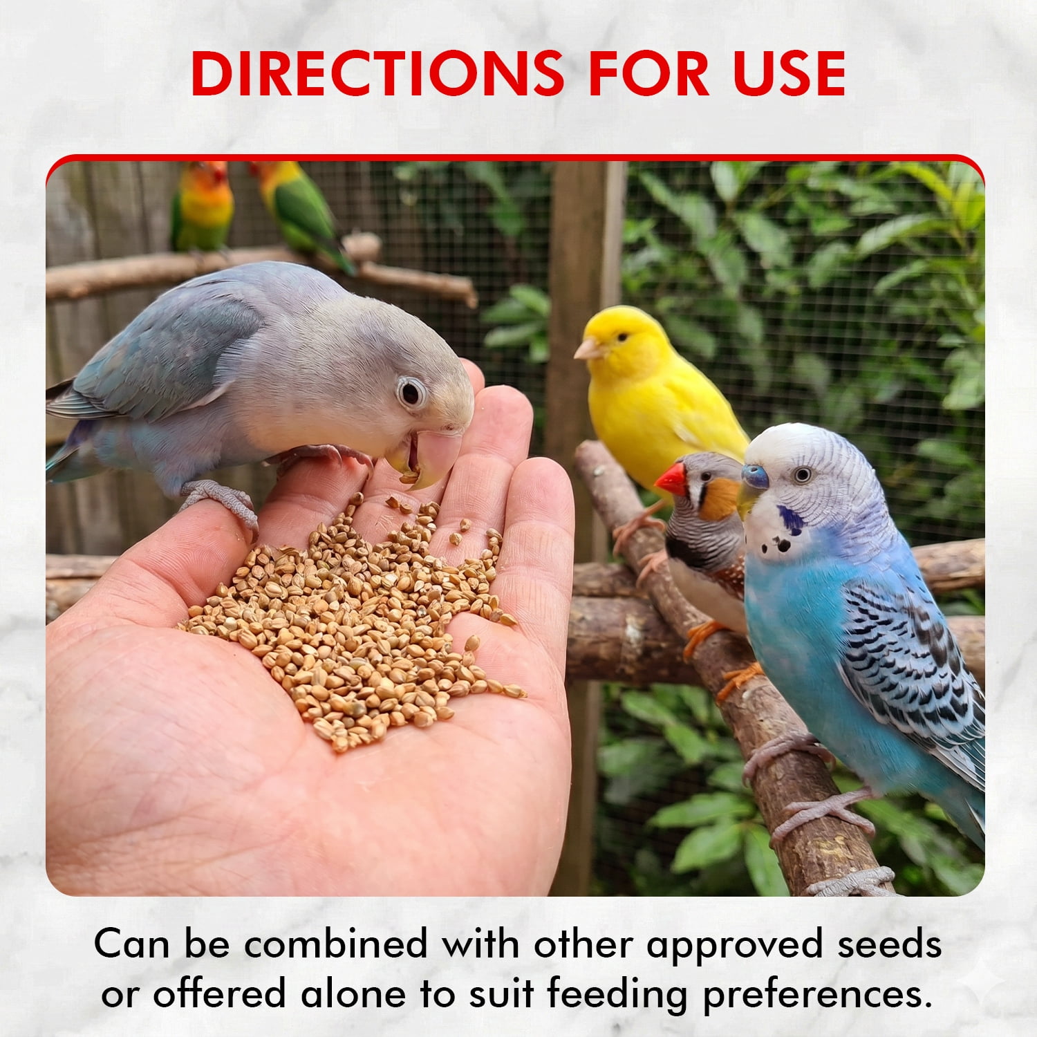Morning Bird Japanese Millet Seed 4.5 lbs (3-Pack, 1.5 lbs Each) - Bird Food for Finches, Canaries & Parakeets – Natural Millet Seed for Daily Nutrition