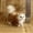 B, variant on Lifelike Cat Toy Realistic Animal Stuffed Model Soft Cuddly Friend for Kids and Children as Idea