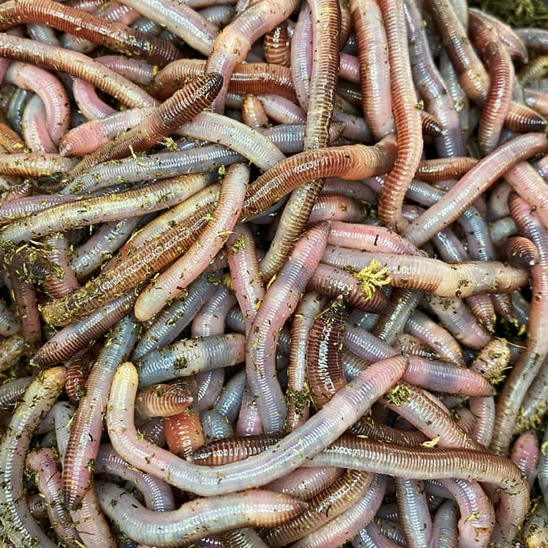 Speedy Worm - 250 Count - Live European Nightcrawlers They Are a 2 - 3  Bait Size Red Worm / Composting Worm & Panfish Worm / Live fishing Bait /  Live Worm 