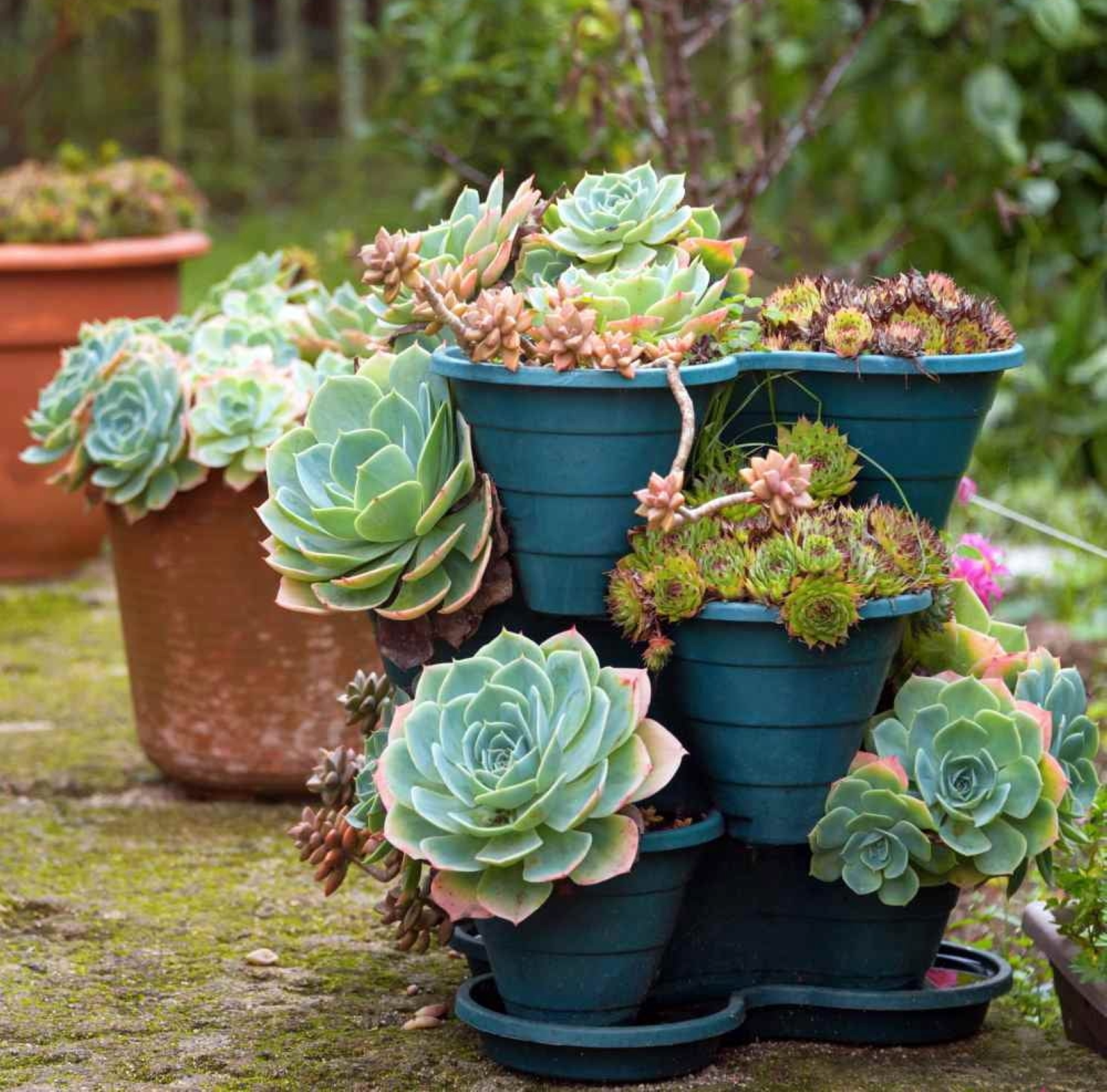 Expert Gardener Hens N Chicks Perennial Succulent Spring Live Plants Outdoor, Various Colors, 1 Pint