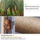 thumbnail image 4 of Estantería de pared para gatos Canormpet con 6 estantes, 2 casas y 2 escaleras, 4 of 7