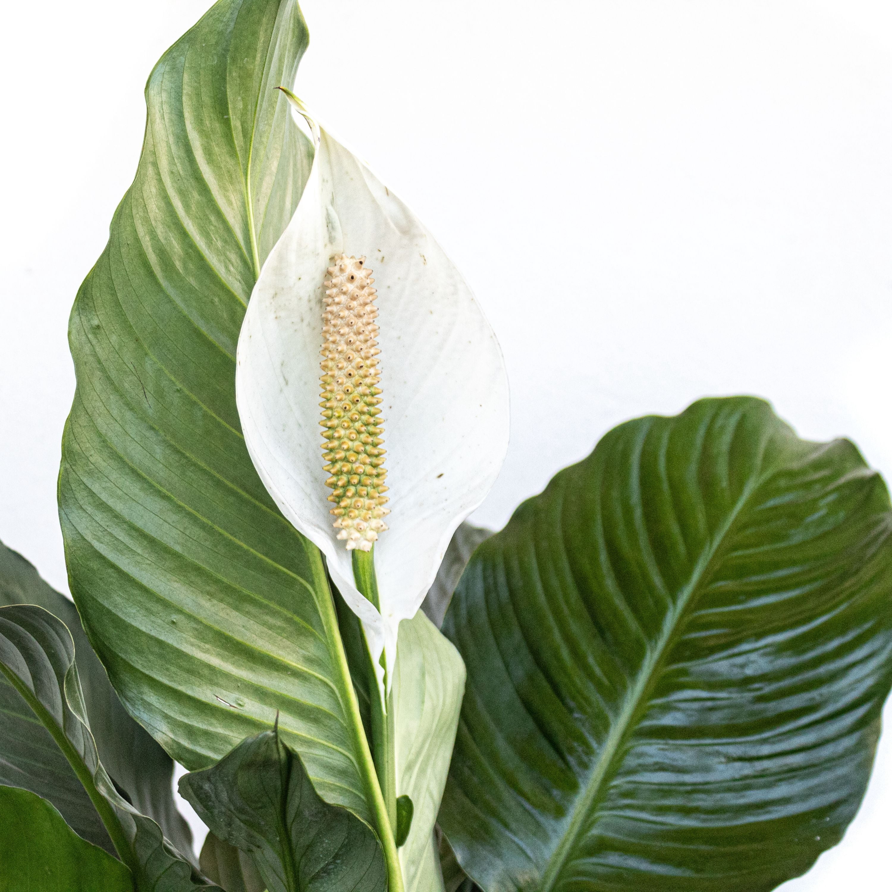 United Nursery Live Peace Lily Plant 20-24 inches Tall White Flower in 10  -inch Grower Pot