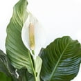 thumbnail image 3 of United Nursery Live Peace Lily Plant 20-24 inches Tall White Flower in 10 -inch Grower Pot, 3 of 8