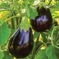 thumbnail image 4 of Burpee Organic Burpee's Black Beauty Eggplant Vegetable Seed, 1-Pack, Full Sun, Annual, 4 of 4