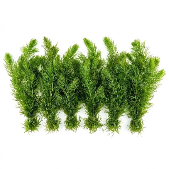 Hornwort Live Floating Aquarium Plant, Freshwater, 6 Count - Canton Aquatics
