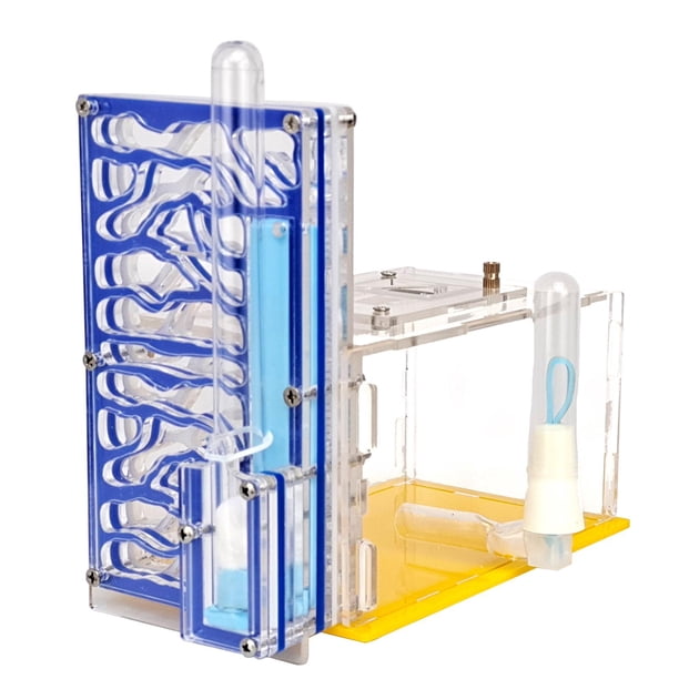 Caja de exhibición de nidos para hormigas, taller, juguetes acrílicos de aprendizaje, granja de hormigas transparente Azul
