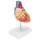 thumbnail image 5 of Modelo Científico de Corazón Humano para Anatomía, Modelo de Corazón, Modelo Educativo, Modelo Científico de Corazón para Estudio de Aula Y Cardiología EOTVIA No, 5 of 6