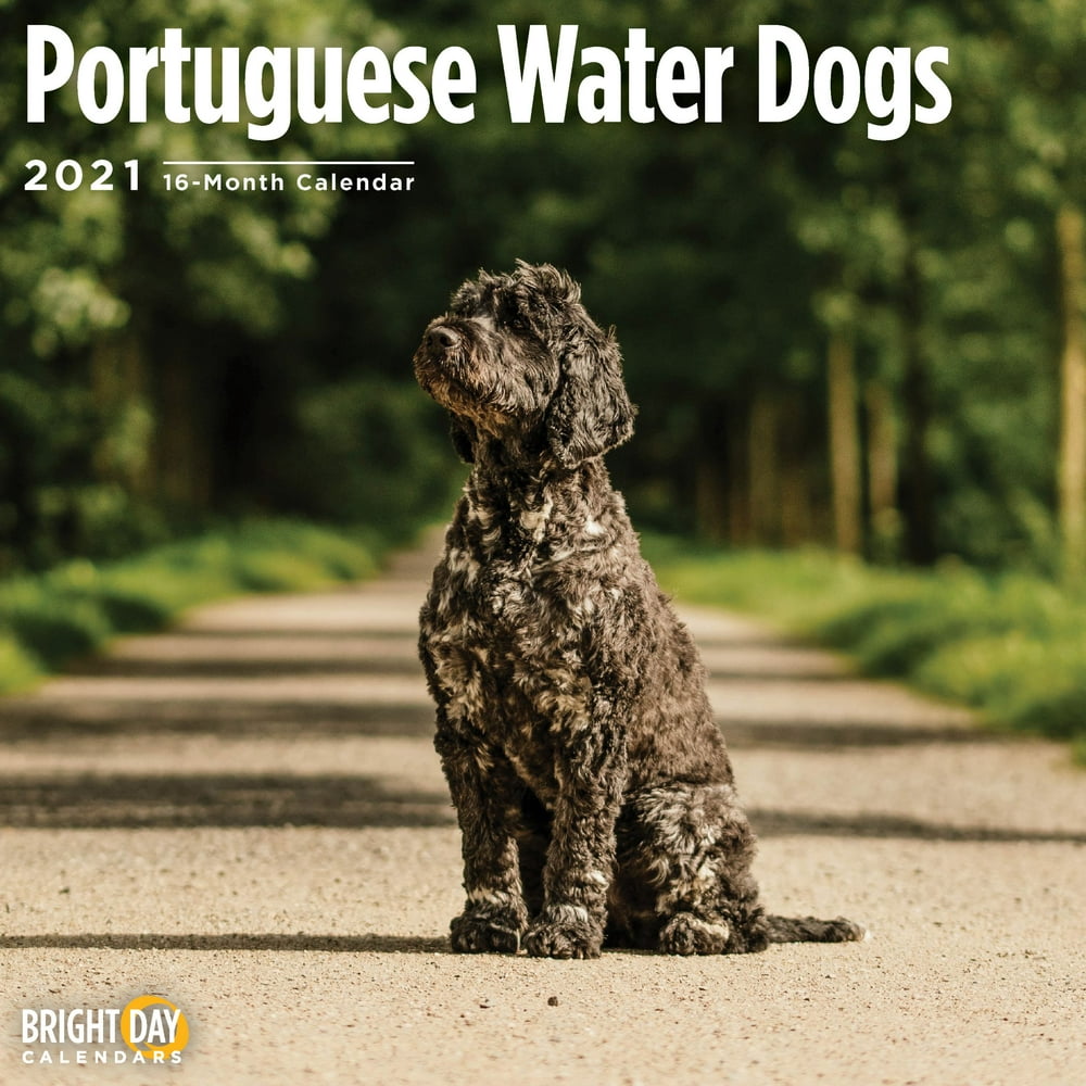 2021 Portuguese Water Dogs 12 x 12 Wall Calendar Cute Puppy Dog