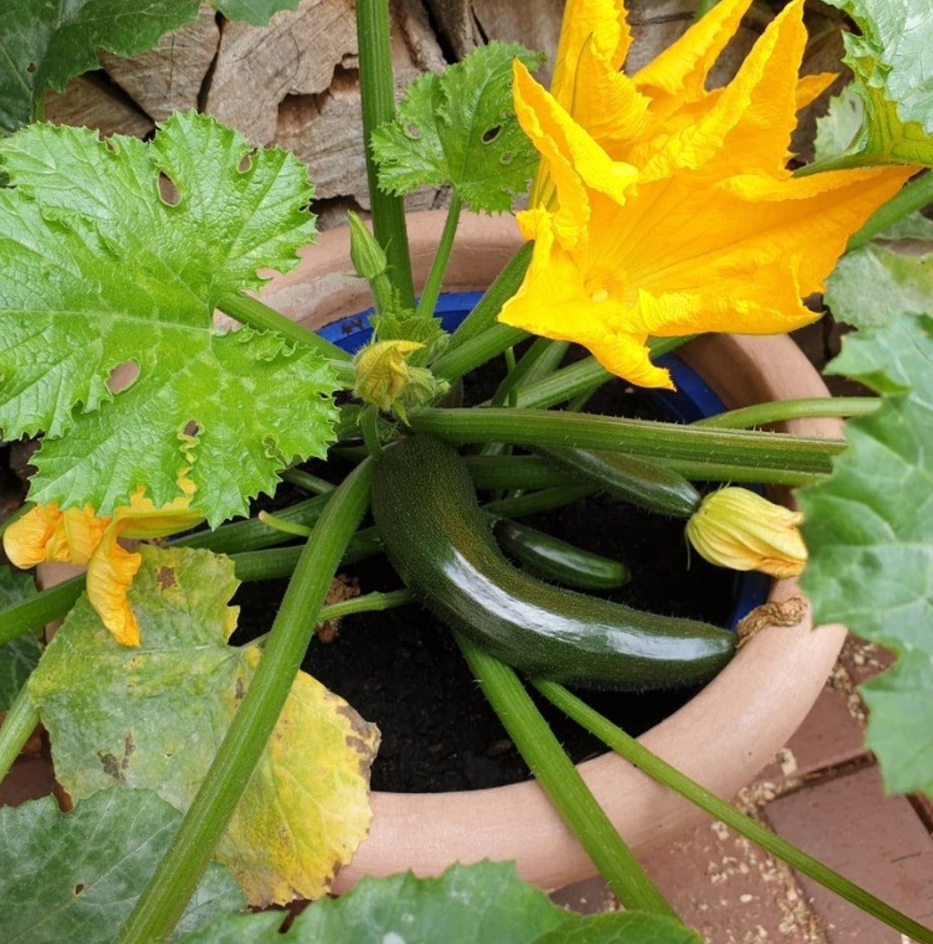 2 Green Squash Zucchini Plants Seedlings, 4 Inches Pot, Squash Plants Live 3-5" Tall, Live Zucchini Plants