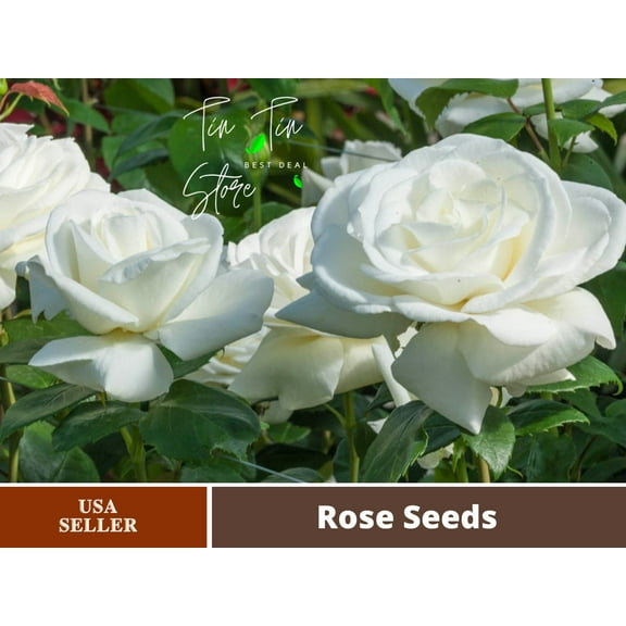 30 Seeds| Sugar Moon Rose Bush Flower Seeds#1046 | Seeds, Herbal Seeds, Flower Seeds, No GMO , Mixed Seed, Chinese Seeds