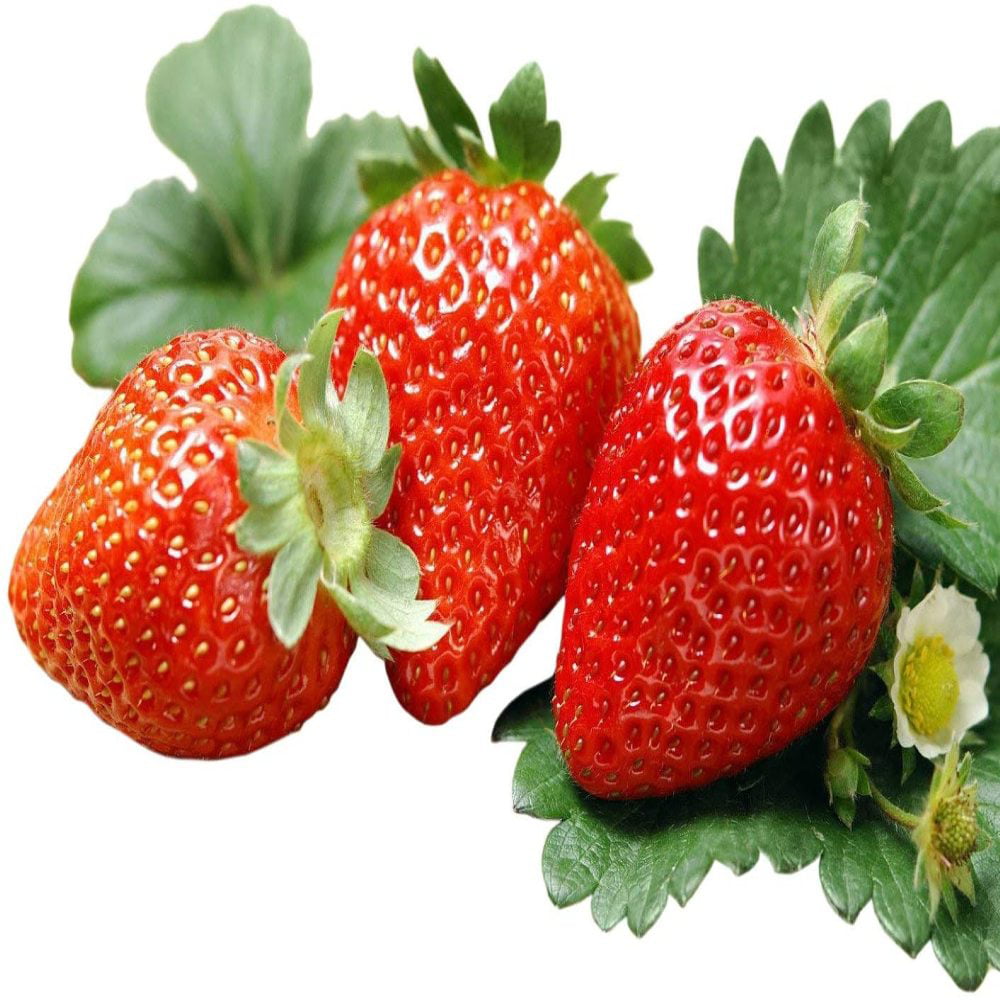 Albion Everbearing Strawberry 50 Bare Root Plants Extra Large & Sweet NEW 