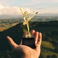 thumbnail image 4 of unbranded Troféos De Ballet En Plástico Con Ideal Para Y Eventos, 4 of 8