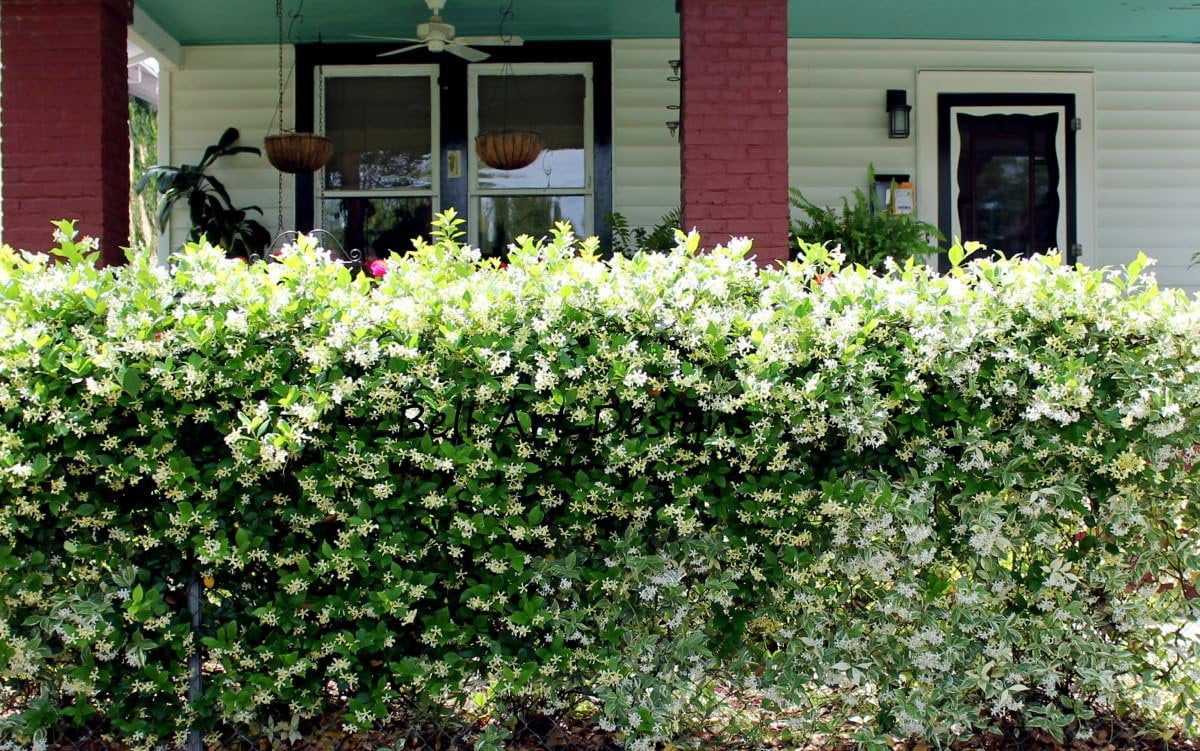 Star Confederate Jasmine  1 Extra Large 3 Gallon Plant  Trachelospermum jasminoides 'Star'  Lush Flowering Vine  Perfect for Trellises and Arbors