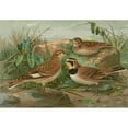 thumbnail image 2 of Johann Friedrich Naumann 14x11 Gold Ornate Wood Frame and Double Matted Museum Art Print Titled - Otocorys Alpestris (L.), Melanocorypha Sibirica (Gm.), 2 of 4