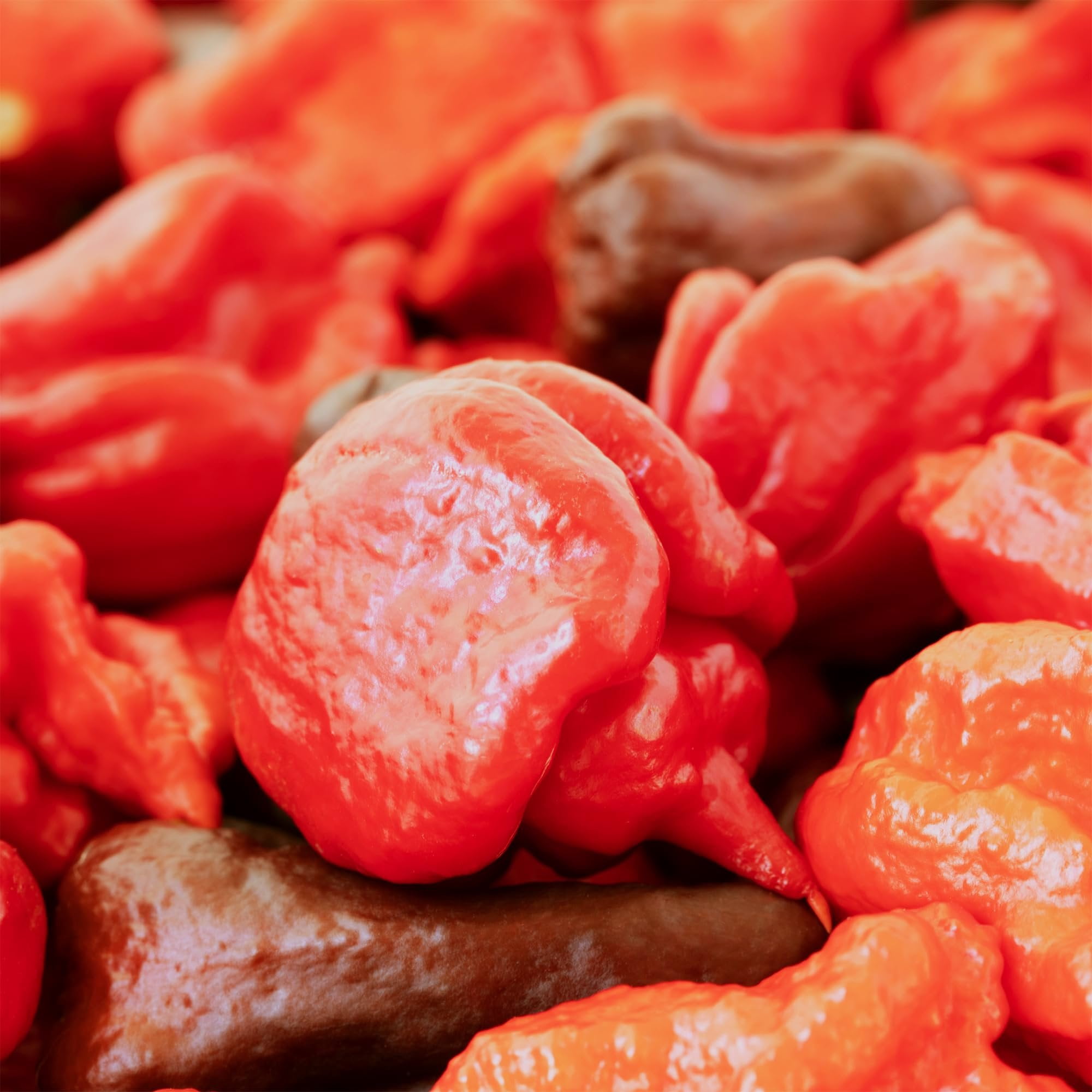 Unpretentious Whole Dried Carolina Reaper Chiles, Extremely Spicy Chiles, Hot Sauce 50 Count