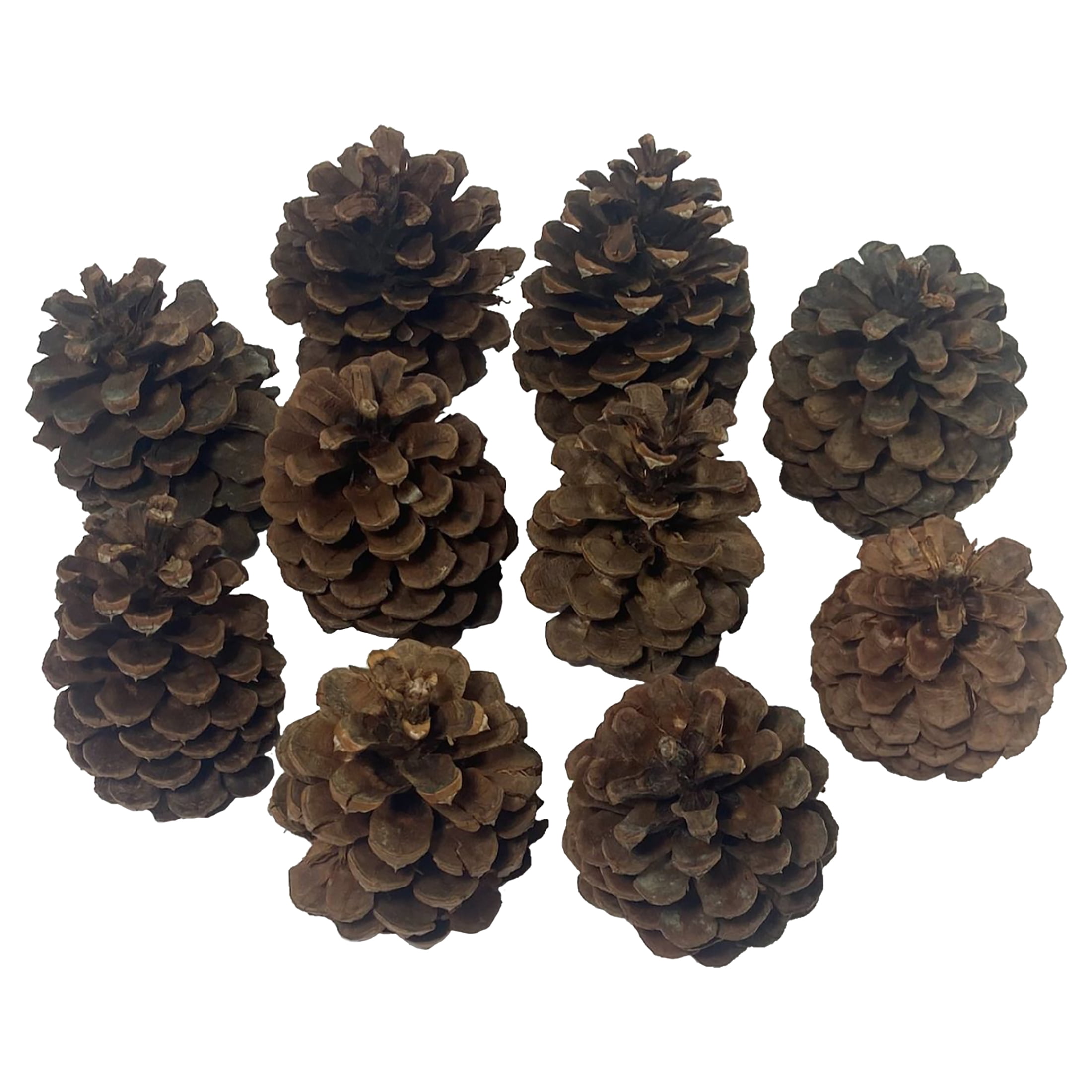 (2 pack) Holiday Time Cinnamon Fragranced Brown Pinecones 8oz
