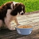 thumbnail image 4 of Cuencos para perros Cuencos para comer Cuencos para agua Cuenco para comida con suela de silicona antideslizante, Cuenco para perros de acero inoxidable MFZFUKR CPB-DE-SSW2026-1, 4 of 5