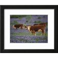 thumbnail image 2 of Hereford Cattle in Meadow of Bluebonnets, Texas Hill Country, Texas, USA, Scenic Framed Art Print Wall Art by Adam Jones Sold by Art.Com, 2 of 3
