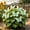 D, variant on Butterfly Flower Hostas For Planting Refresh Garden Gorgeous Variegated Leaves,Easy Care Perennial Patio Decoration Premium Stakes(Non-Artificial)