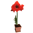 thumbnail image 3 of Daylily Nursery Red Lion Amaryllis Plant Bulb with Elegant Box, Plastic Pot, Professional Growing Medium, 3 of 3