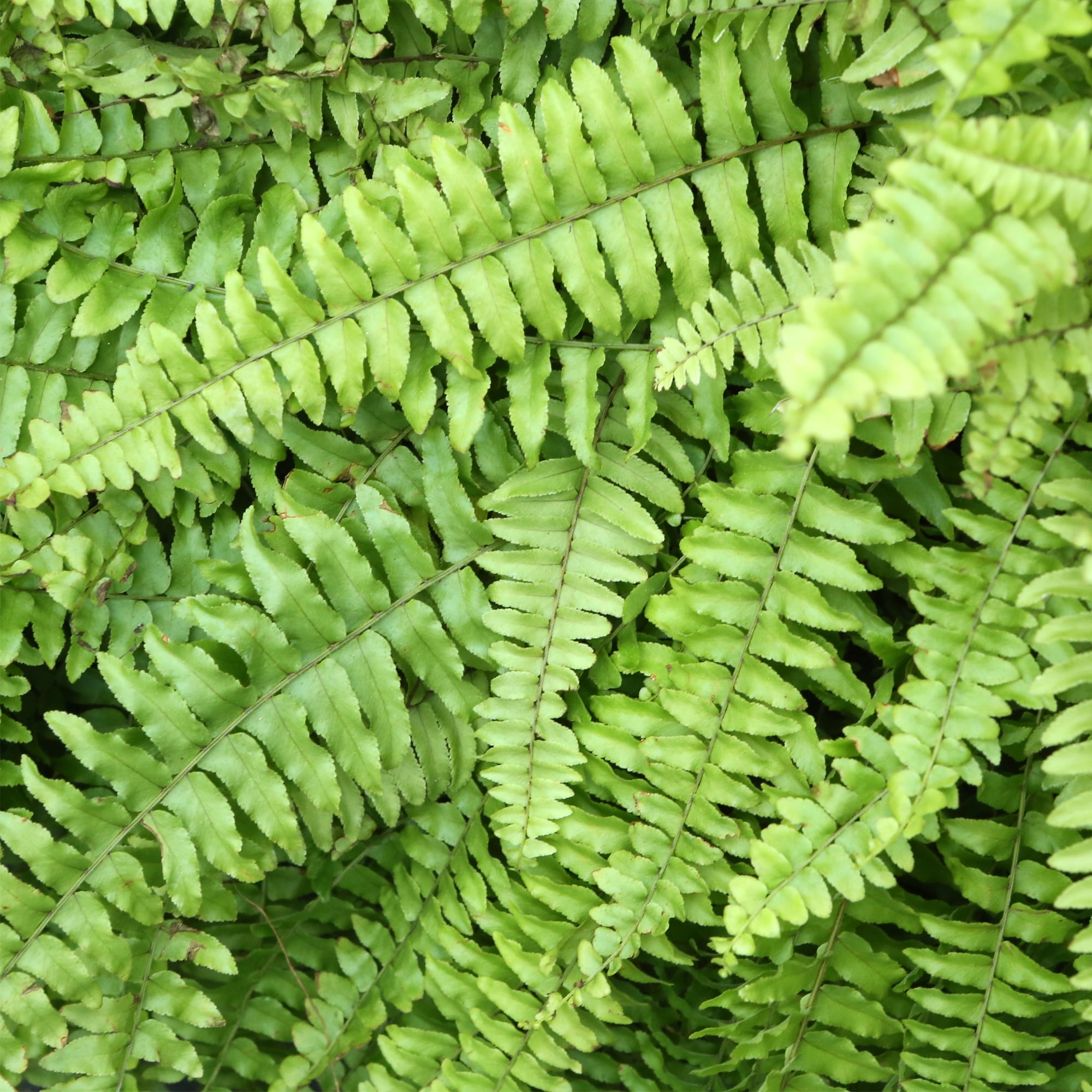 Live Boston Fern Tropical Plant 20-24 in Wide in 10in Hanging Basket by United Nursery
