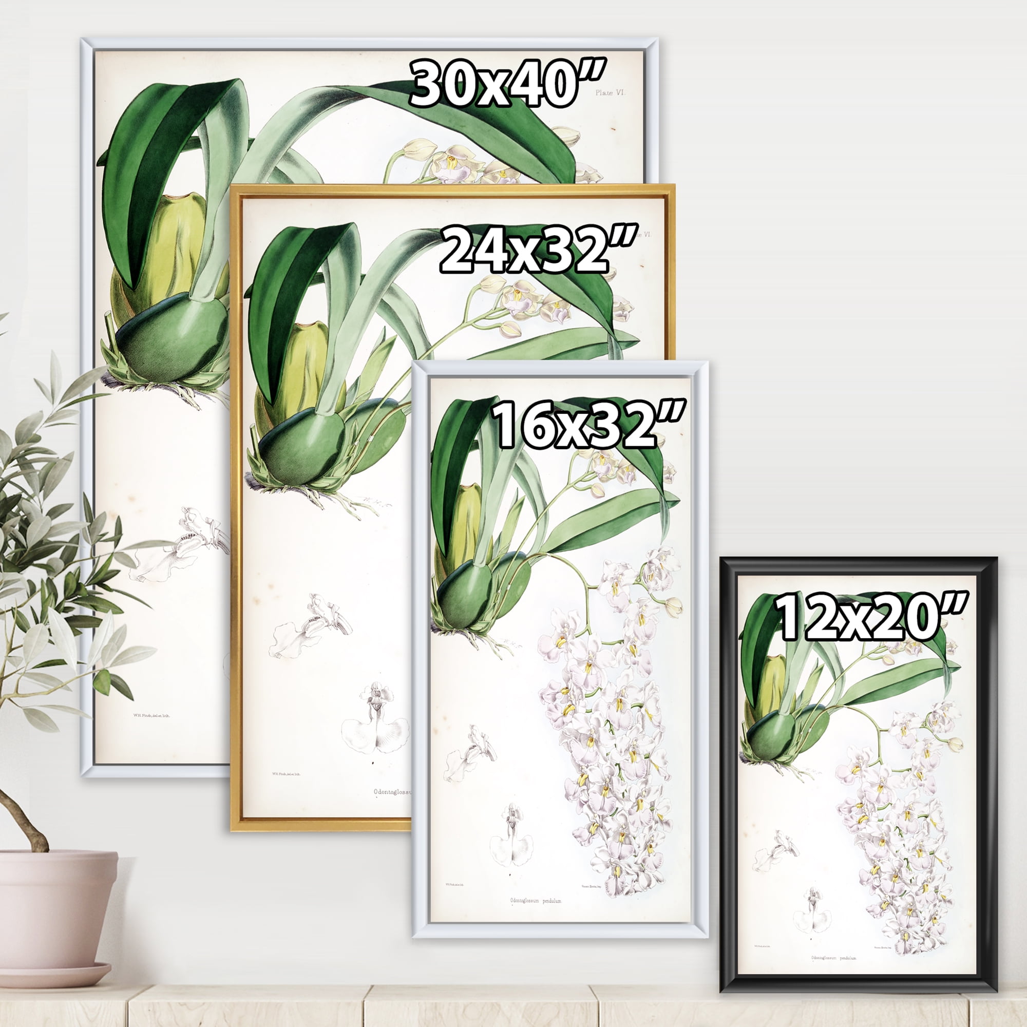 Designart 'Ancient White Orchid II' Traditional Framed Canvas Wall Art Print