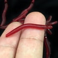 thumbnail image 2 of 100 piezas de lombriz de tierra falsa, gusano realista de plástico, juguete de truco de lombrices de goma suave y elástico para Halloween, fiesta del Día de los Inocentes, 2 of 5