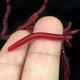 thumbnail image 2 of 100 piezas de lombriz de tierra falsa, gusano realista de plástico, juguete de truco de lombrices de goma suave y elástico para Halloween, fiesta del Día de los Inocentes, 2 of 5