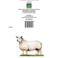 thumbnail image 1 of Kevin Milner Countryside Charolais Ewe Greetings Card, 1 of 1