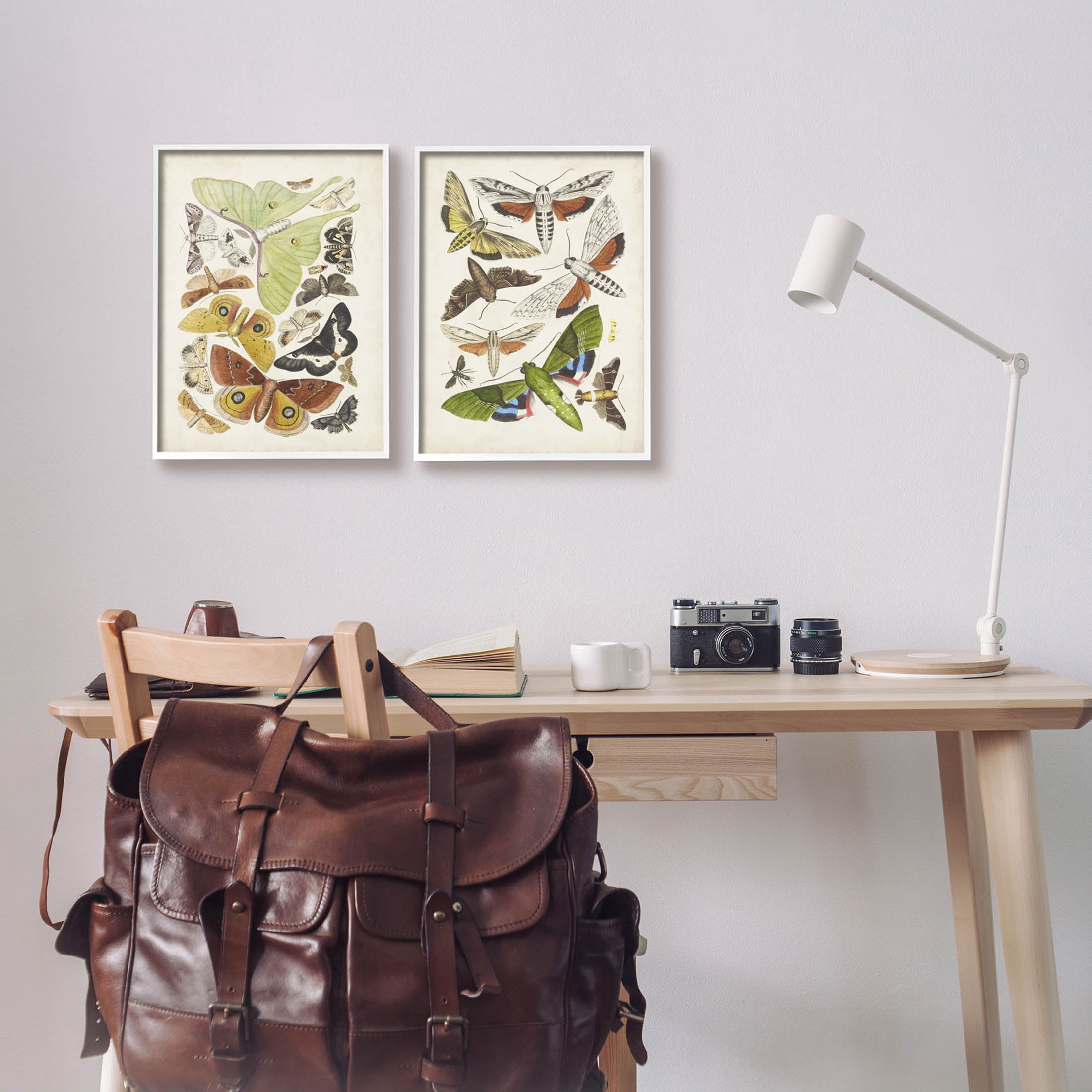 Stupell Industries Vintage Moths Latin Studies Graphic Art White Framed Art Print Wall Art, Set of 2, Design by World Art Group