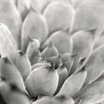 thumbnail image 2 of Great Art Now Garden Succulent I by Laura Marshall Framed Wall Art 20"W x 20"H, 2 of 3