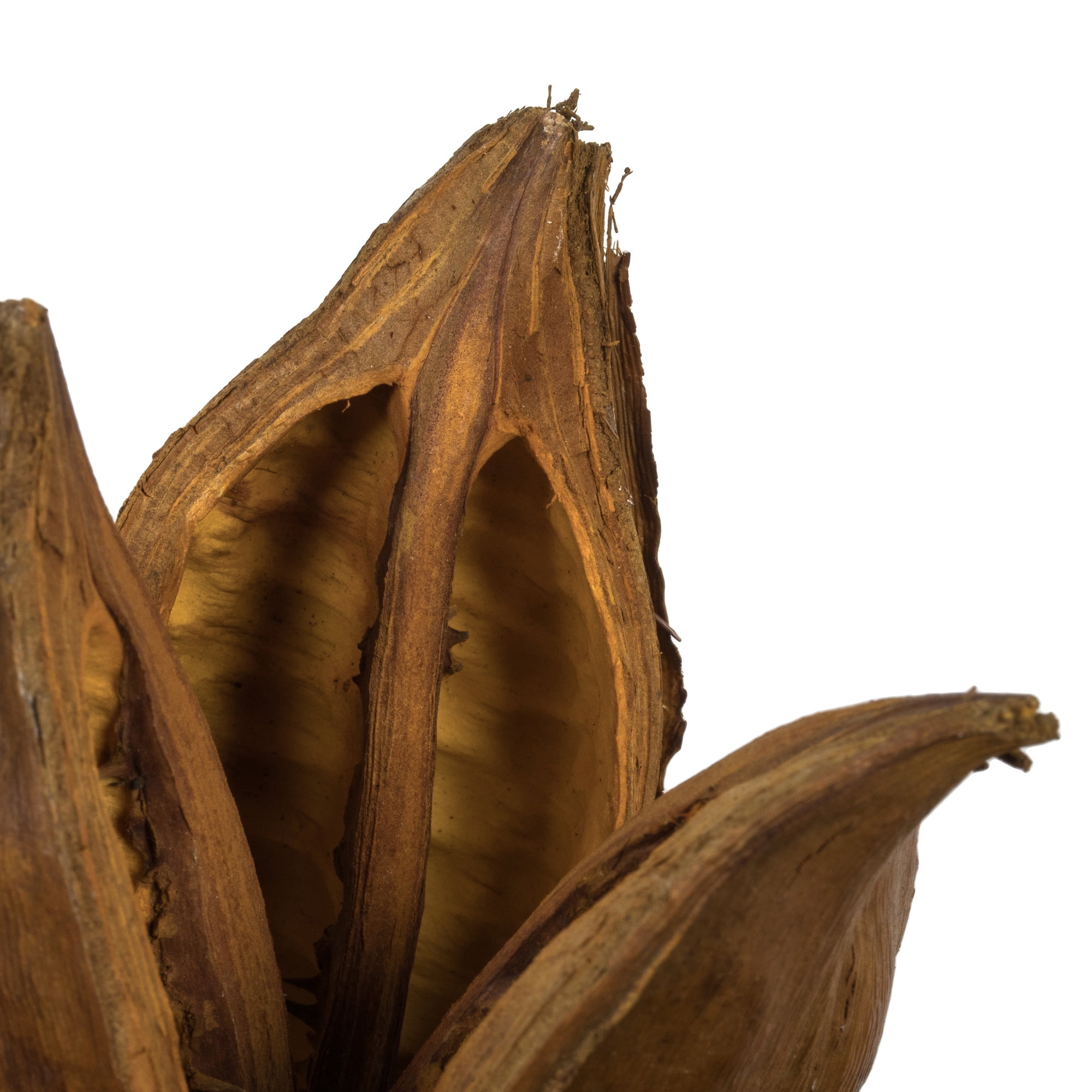 Vickerman 6" Aspen Gold Star Pod, 1 piece, Dried