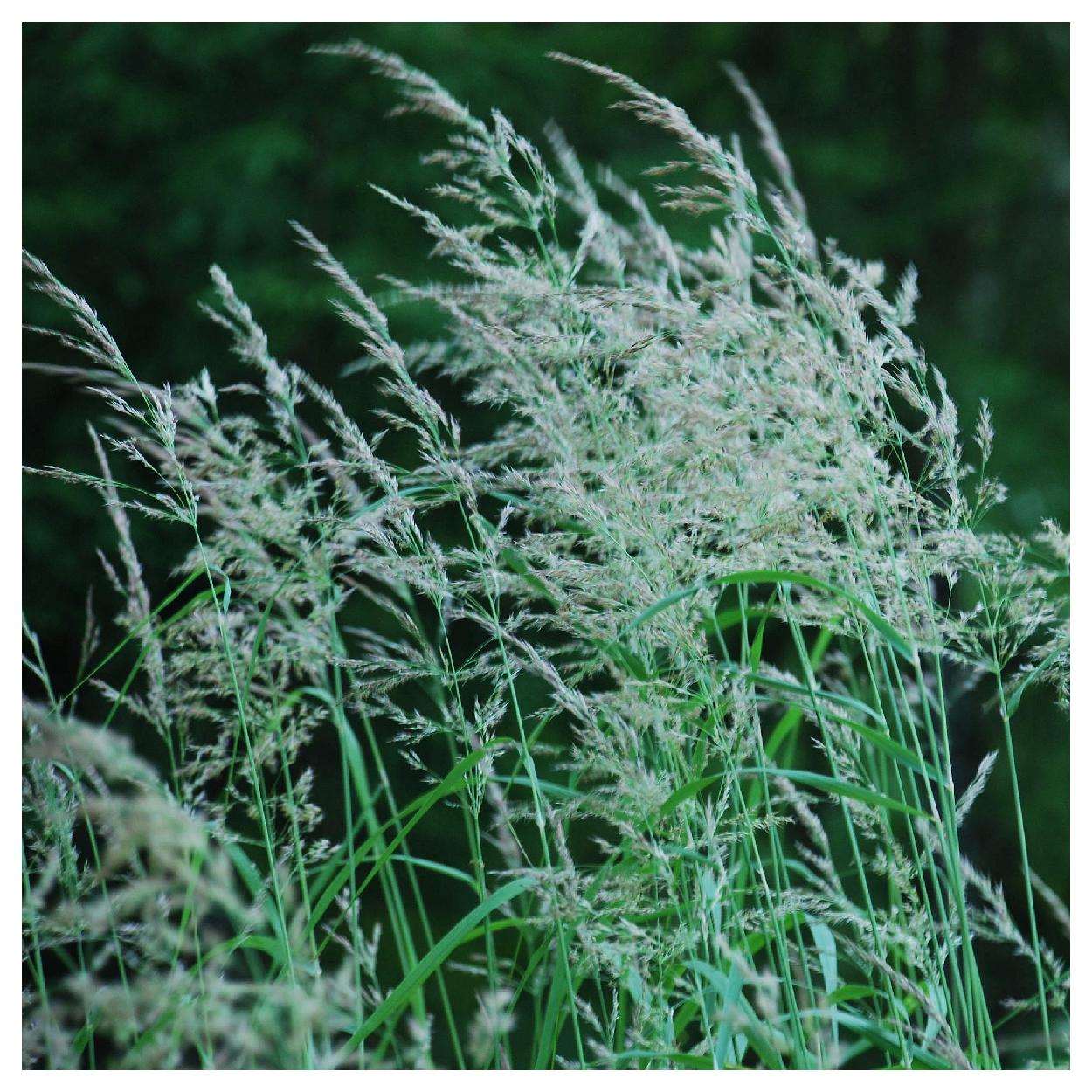 Everwilde Farms 1 lb Blue Joint Grass Native Grass Seeds Gold Vault