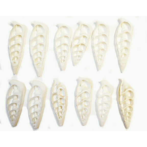 Set of 24 Center Cut White Cerithium Shells Shells Seashells 1 1/2" - 2" Shellcraft Beach Crafts Nautical Decor Center Slices