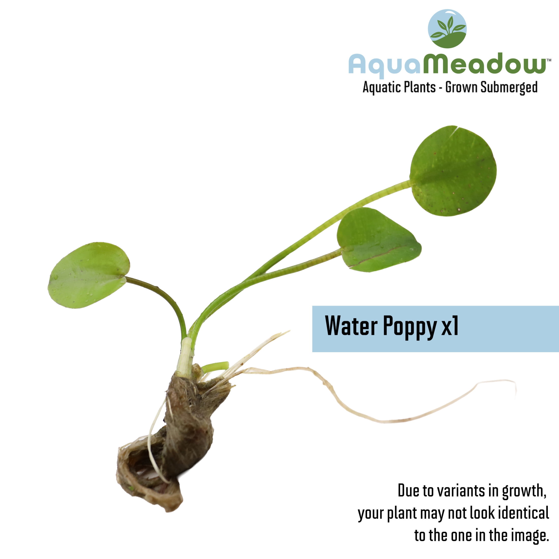 AquaMeadow Floating Pond Plant Bundle