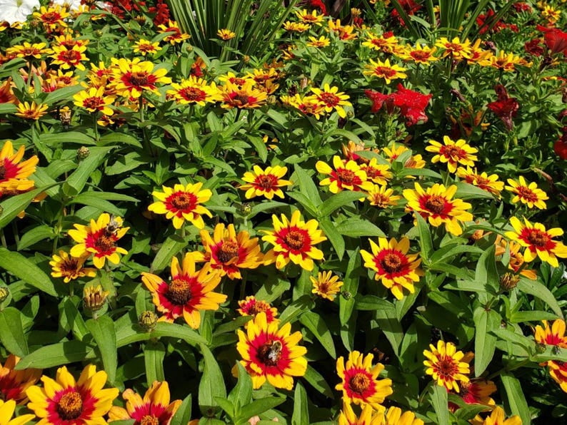 30 Zinnia Seeds Pack | Profusion Red Yellow Bicolor | Open-Pollinated Flower Seeds for Planting