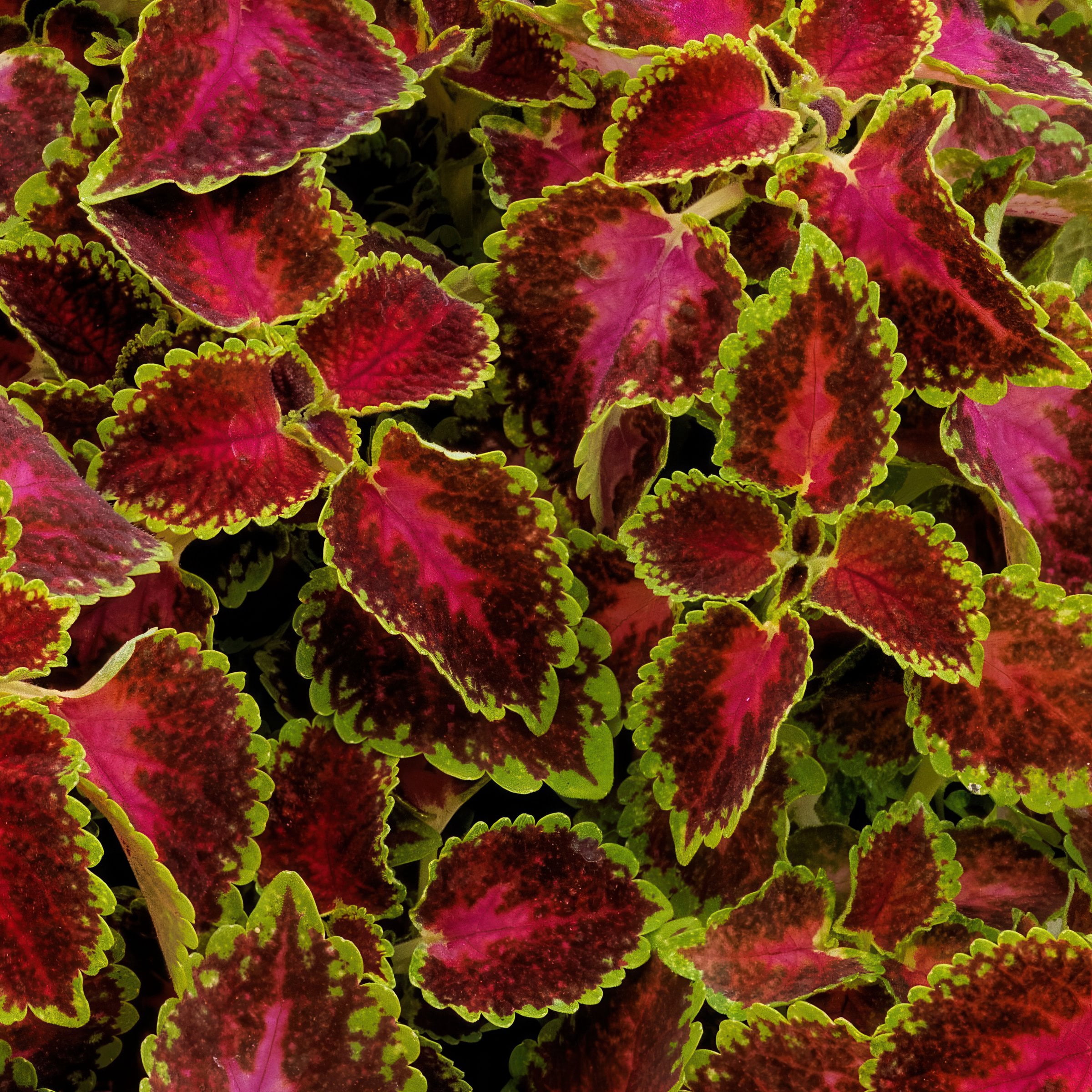 3.25 in. Coleus PartyTime Pink Berry Live Annual Plant (3-Pack)