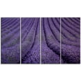 thumbnail image 2 of Texture de Fleur de Lavande en Floraison, 2 of 3