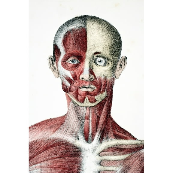 Posterazzi DPI1862431LARGE Head & Shoulders of the Male Human Body Showing Muscles Sinews & Bones From the Vessels of the Human Body Edited by Poster Print, 24 x 36