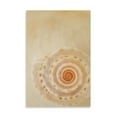 thumbnail image 2 of Gango Home Decor Sea Shells I by Karyn Millet (Printed on Paper); One 24x36in Fine Art Paper Giclee Print, 2 of 4