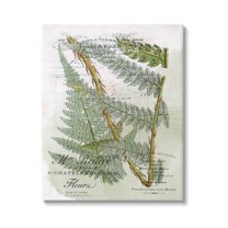 Stupell Vintage Vegetation Various Ferns Botanical & Floral Painting Gallery Wrapped Canvas Print Wall Art