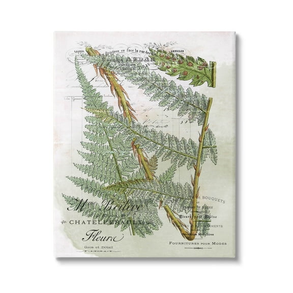 Stupell Vintage Vegetation Various Ferns Botanical & Floral Painting Gallery Wrapped Canvas Print Wall Art