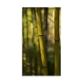 thumbnail image 2 of Gango Home Decor Bamboo Afternoon VII by Rita Crane (Printed on Paper); One 18x36in Fine Art Paper Giclee Print, 2 of 4